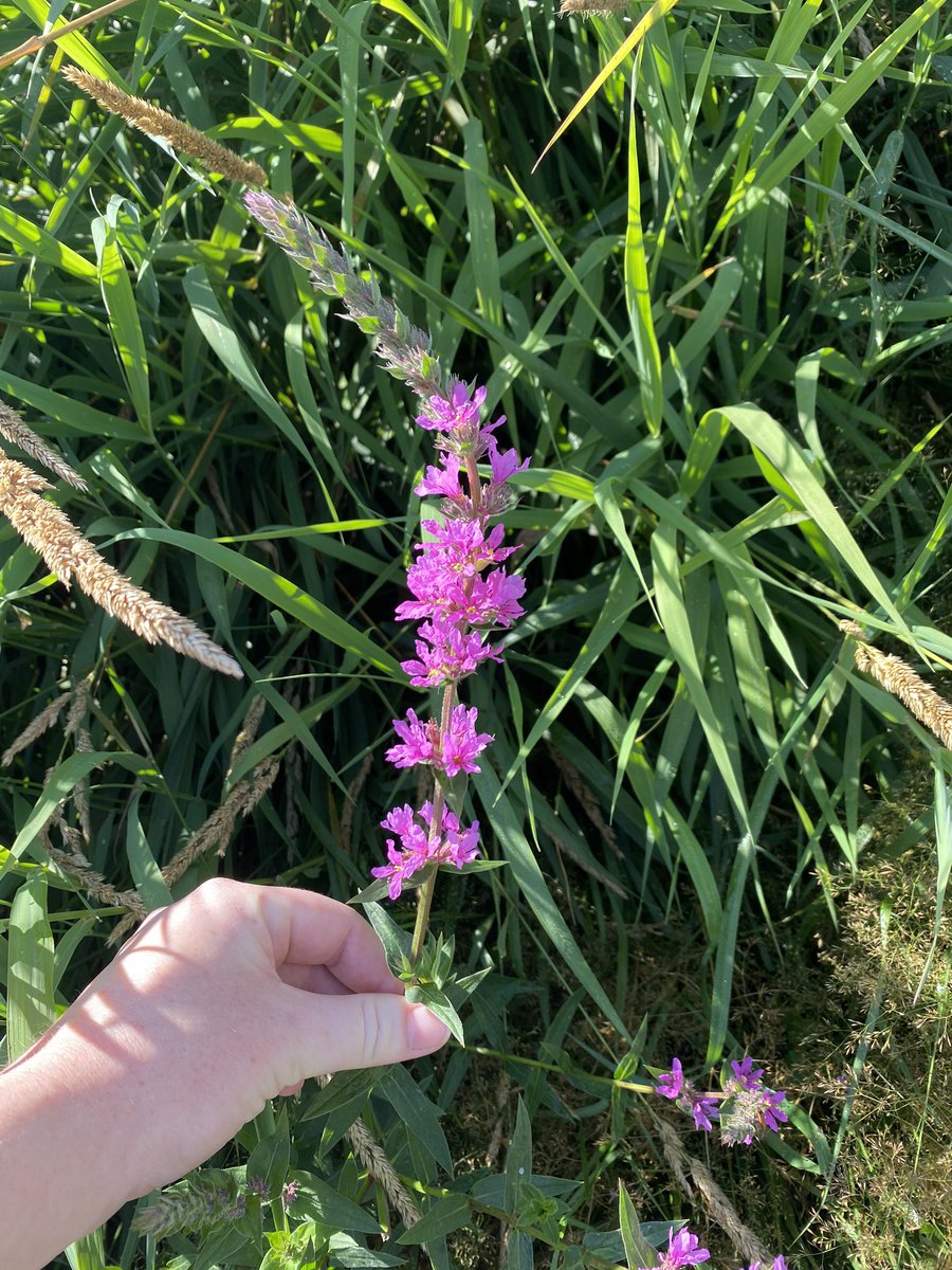 Yellow Loosestrife and Purple Loosestrife are both invasive species found in the Metro Vancouver area. #invasivespecies #invasiveplant #plants #flowers