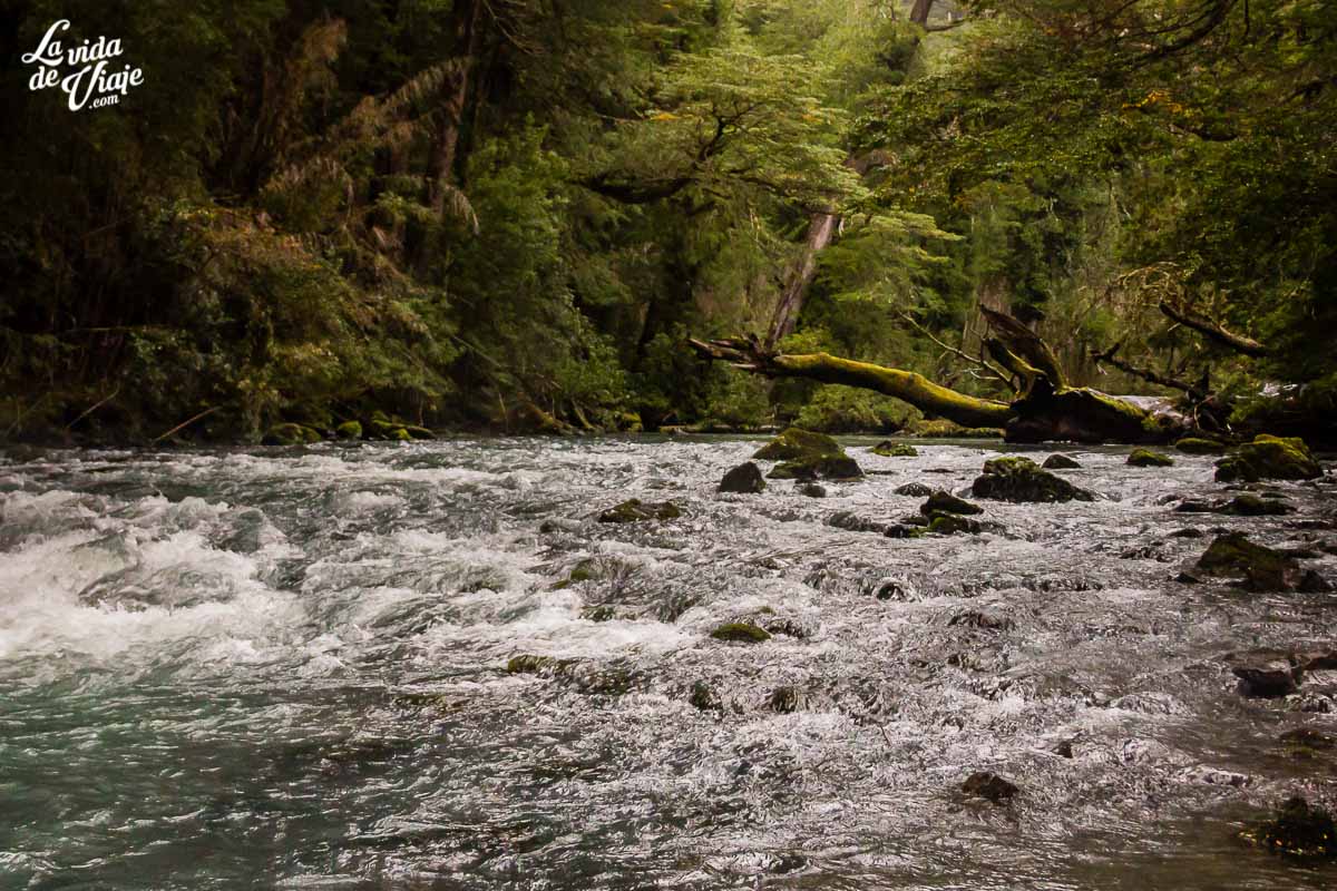 cruceandino's tweet photo. ¿Soñemos que nos vamos de viaje al Sur? Qué lindo transportarse hacia la naturaleza siempre verde!
#selvavaldiviana #cruceandino #puertovaras #bariloche #pasointernacionalvicenteperezrosales #peulla #puerto frias #puertoblest #helechos #bosquesiempreverde @lavidadeviaje https://t.co/b1Bqb67prp
