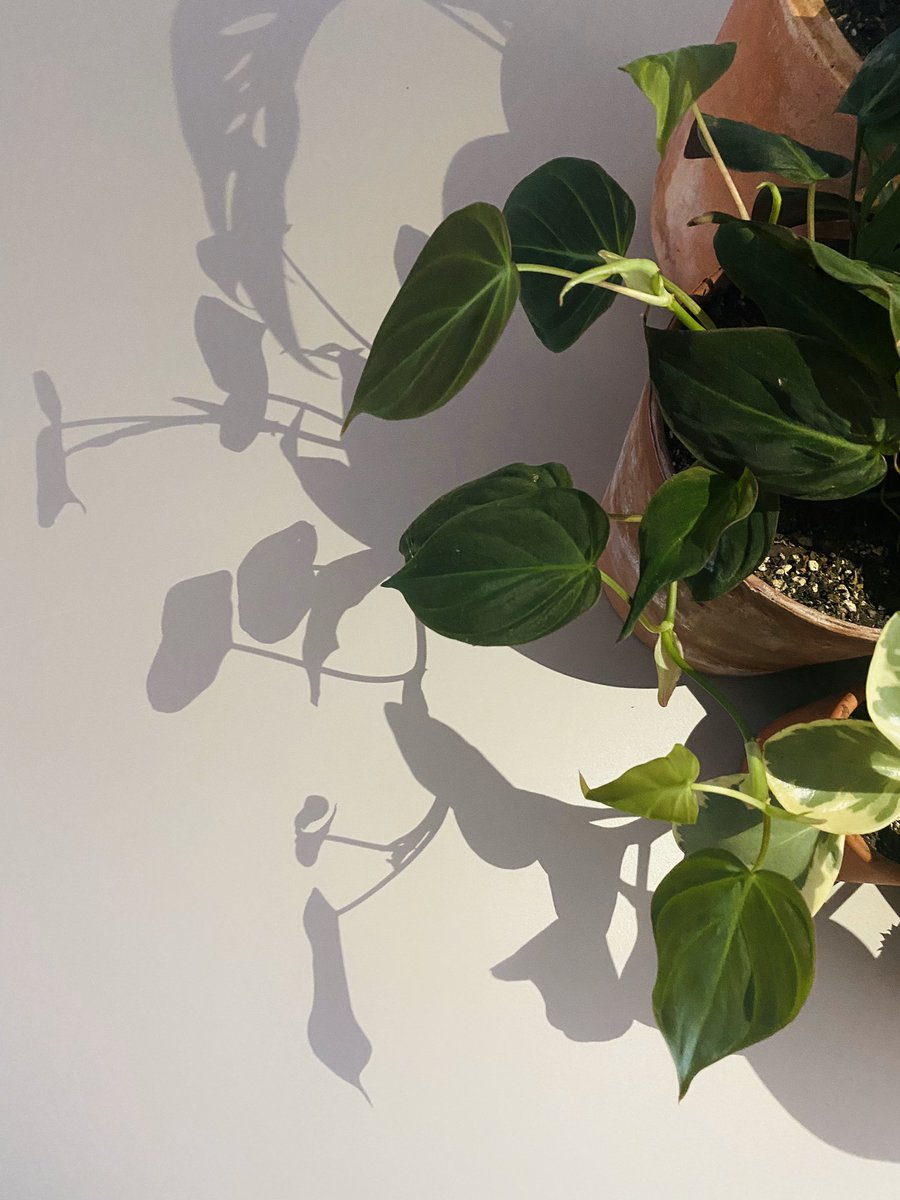 HousePlantShopp's tweet photo. Hello fellow Plarents! Let’s use this space to have friendly exchanges about all things plant! #plant #houseplantshop #houseplants https://t.co/kumQuhpior