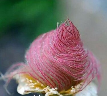 Agapisms's tweet photo. The Rose of Saron looks like Dr. Seuss’ Thneed https://t.co/BIVnOGLQ3O