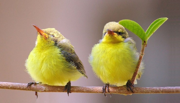 🐤❤️🐤 We love good people ...!🐦🦜🕊️🎵❤️🙏