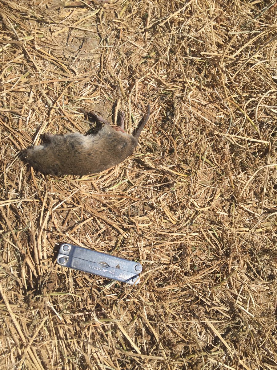 kb_seed's tweet photo. Mice and voles were a huge problem for seed harvest this year! My last field to combine for this year.
Hoping for a hard winter to rid us of the rest of his buddies! #CoverCrop #AgChat #Ryegrass #Harvest20 https://t.co/wer2E7O6yS