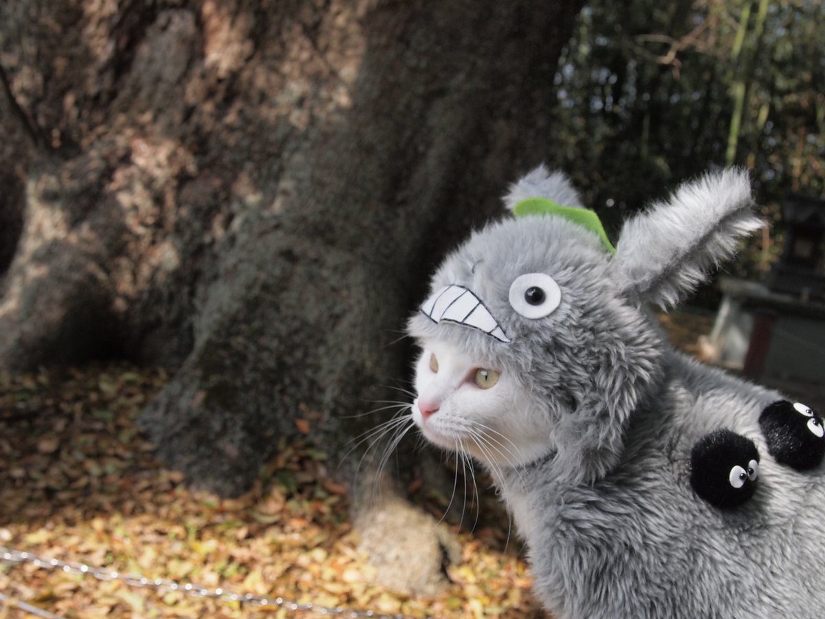 夜行さん 何度だって観てください 今夜は 金曜ロードshow となりのトトロ スタジオジブリ