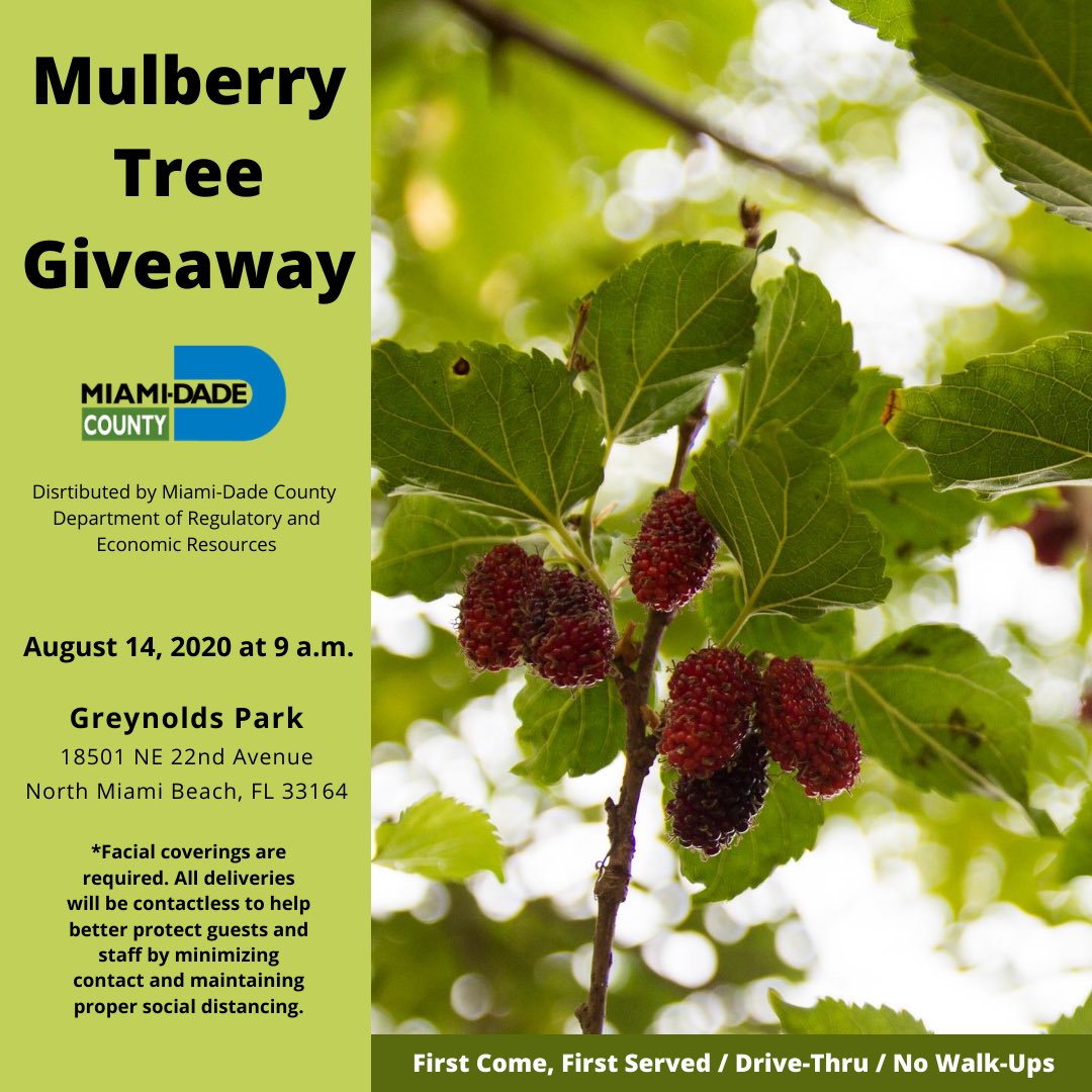MiamiDadeParks's tweet photo. We’re giving away FREE mulberry trees in addition to FREE fresh produce in #NorthMiamiBeach!🌳 This drive-thru community event is in partnership with @FeedingSouthFL, Commissioner Sally A. Heyman, @MiamiDadeRER and @MillionTreesMIA.🍅🧡🥬 #OurCounty #Tree05 https://t.co/lw4JdRRyiF