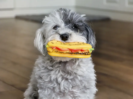 NBCityCenter's tweet photo. โฑIs it Friday yet????โฑ ๐งYappy Hour! Fridays 5pm-8pm at Hyatt Regency New Brunswick @HyattNewBruns ๐น๐ถDogs and HOOMANS all welcome !๐ถโโ๏ธ... #NBStrong #newbrunswickeats #boozypops #adultcaprisuns #yappyhour #friyay #isitfridayyet #thingstodoinNJ #newbrunswickNJ https://t.co/Cve96kYeGJ