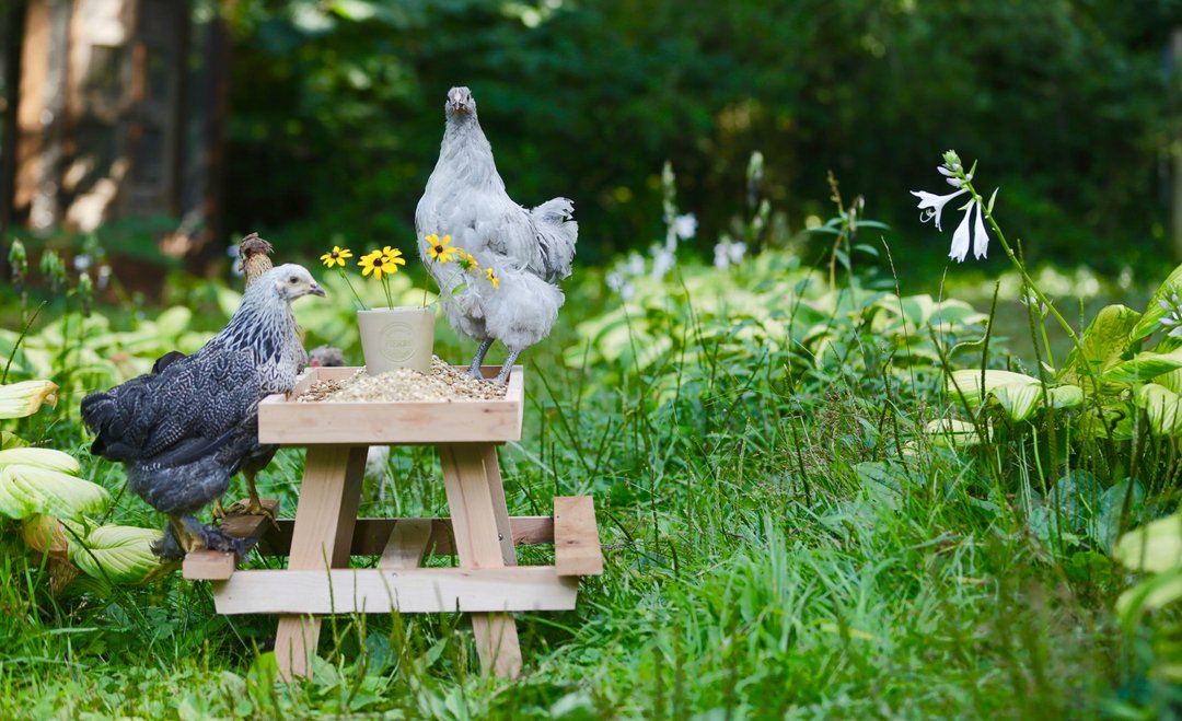 *Stands on new chicknic table*
“Is this allowed?”