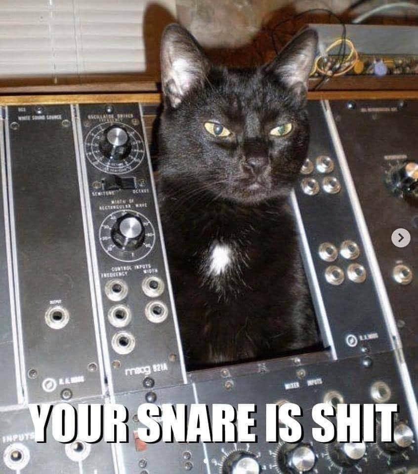 PeterPropaganda's tweet image. My new cat is so judgmental.. #Meow #analogsynths #cat #blackcat
