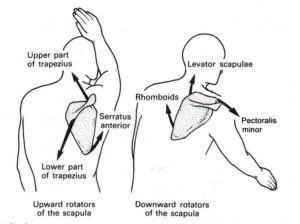 From ~0-60 degrees of shoulder flexion, the scapula is in an internally rotated state, and the humerus is more externally rotated.As we progress toward 60-120 degrees of shoulder flexion, the scapula needs to progressively upwardly and externally rotate while staying on the