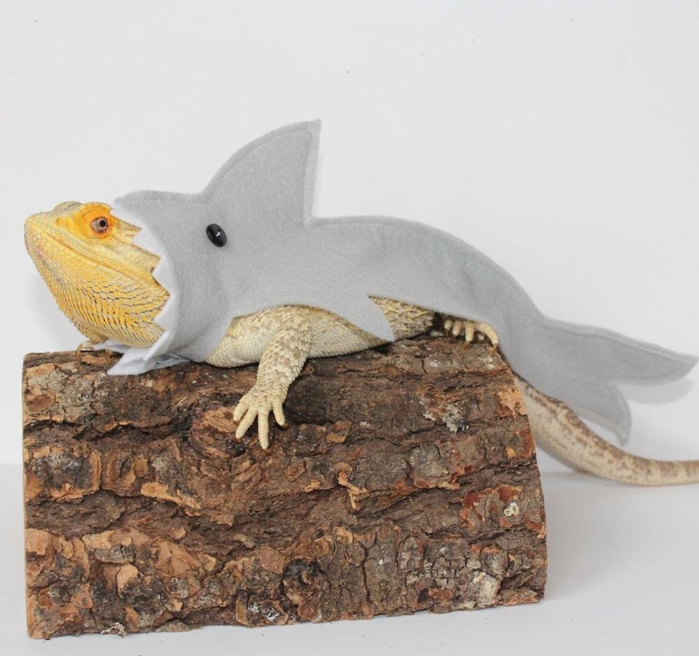shark costume for your bearded dragon, anyone? (this was suggested off the beard saddener, because "beard")