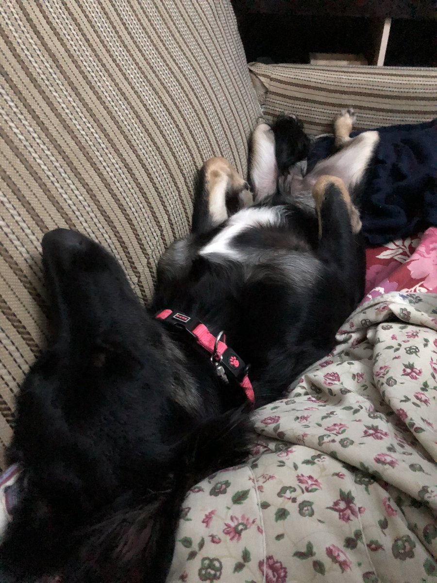 cirebas's tweet photo. Meu cachorro já tá dormindo “tipo eu” hahaha https://t.co/TKNiVeeHiJ