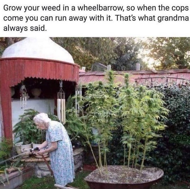 Leafly's tweet photo. Whose grandma is this? We want to hire her. 😂 😂 https://t.co/KTORkhYgOb