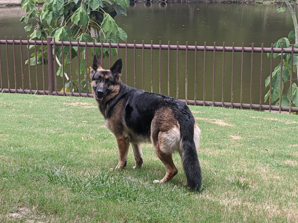 PupStocks's tweet image. Currently dabbling in #OTC market - holding #STWC since Wednesday and happy with today's results.
#OTCMarkets 
Also interested in #EWLL and hoping today's highs will be exceeded tomorrow. 
#StockMarket 
🐕‍🦺