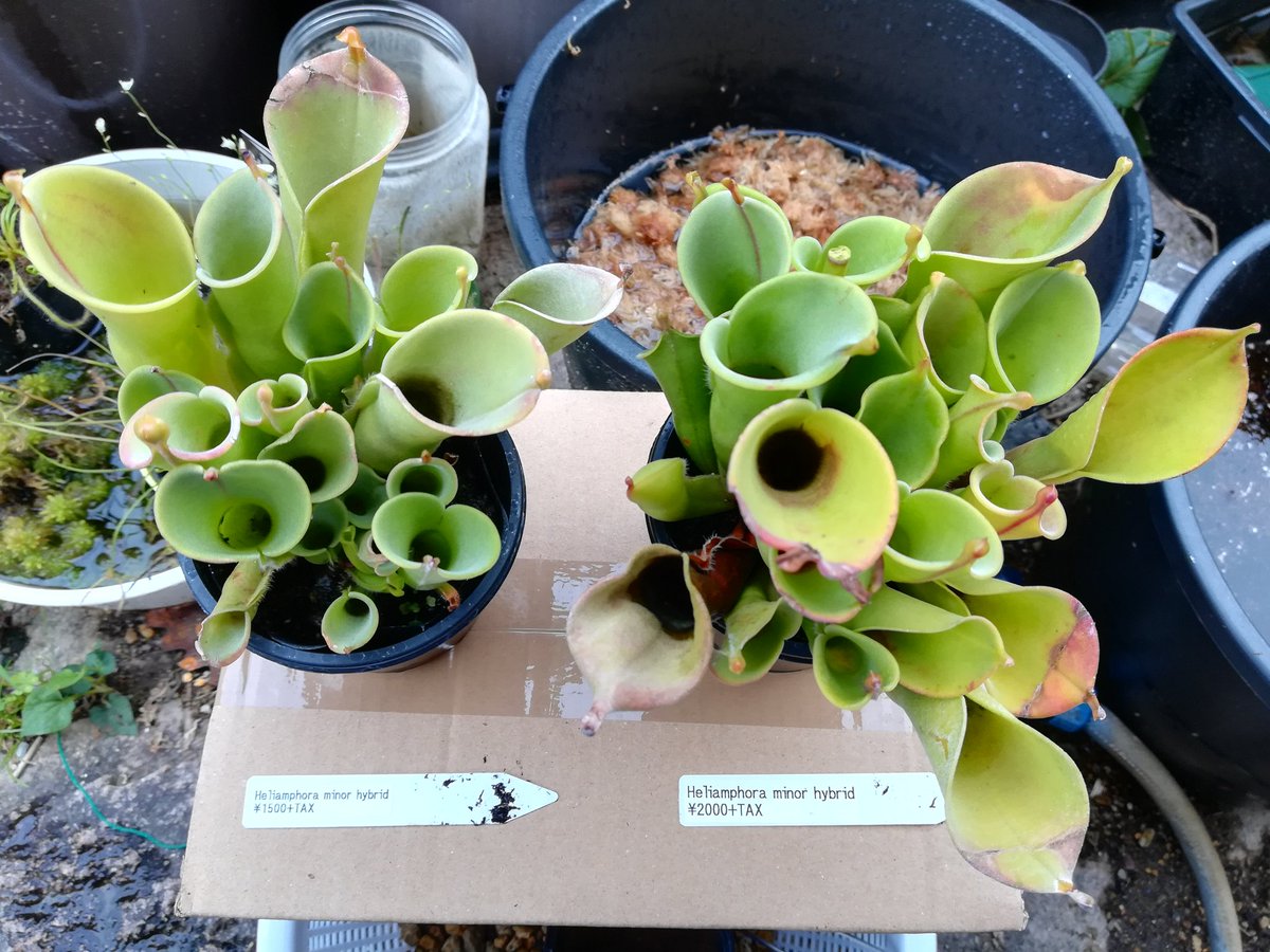 アケピー おはようございます 京都府精華町の 植木屋グリーンガーデン２１さんで買ったヘリアンフォラミノール交配の植替えをしました 底から日向土 乾燥水苔 生水苔 食虫植物 ヘリアンフォラ 精華町 T Co Yz6vmg7rh7 Twitter