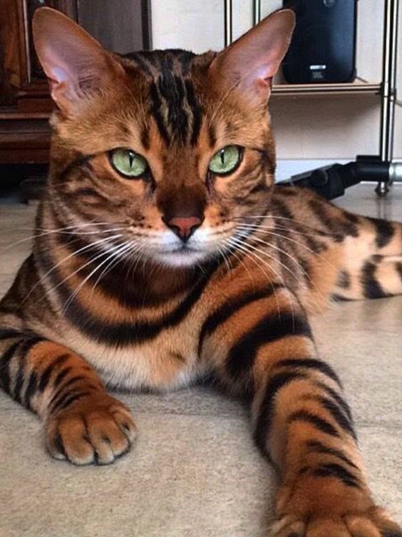 Let’s start with Earth- the blue marble and this beautiful Bengal Cat #earth  #bluemarble  #bengal  #catsinspace  #ThePlanetsAsCats  @NASAEarth