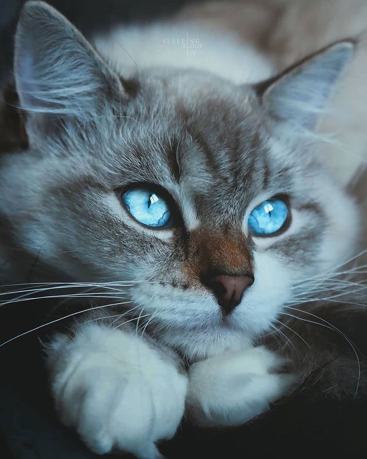 Uranus is another blue ice giant- it’s thought the blue colour comes from methane in its atmosphere! Why it is paler than neptune is not fully understood.  #SpaceCats  #ThePlanetsAsCats