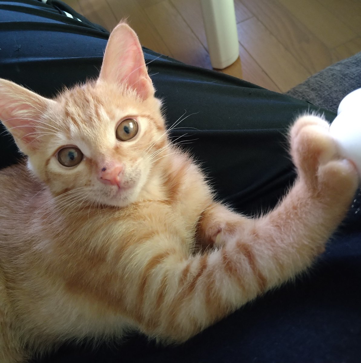 ブラッシング拒否 Twitter Search Twitter