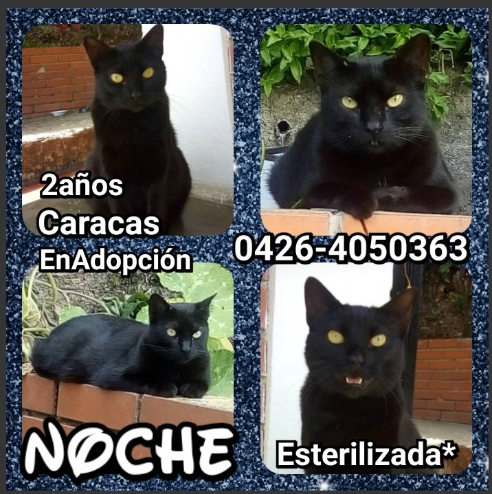 Grupo Ayuda Mascotas 🇻🇪🐾 tweet media