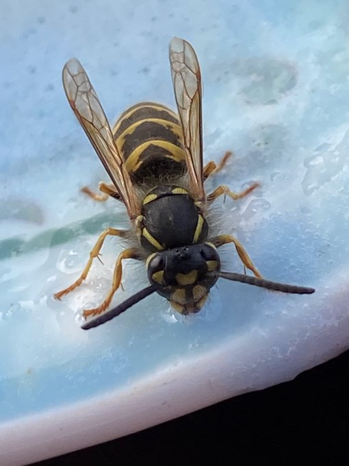 Took these yesterday of the wasp eating my daughters left over ice team https://t.co/2t2JSJooYa