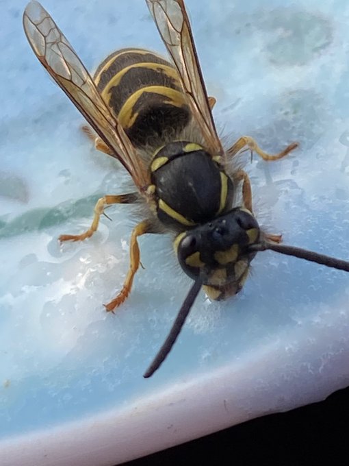 Took these yesterday of the wasp eating my daughters left over ice team https://t.co/2t2JSJooYa