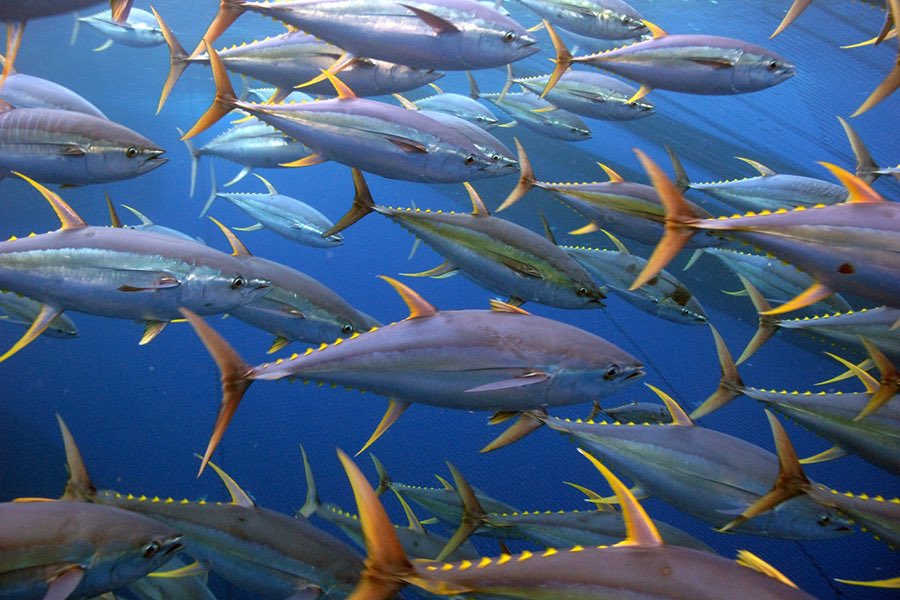 Basel_Primavera's tweet photo. @LRaeReid804 @Kimby_Cat No.. the original statement claims 8 tuna. Just straight up, full, 8 tuna 🤣🙃 https://t.co/0hAqBouysi