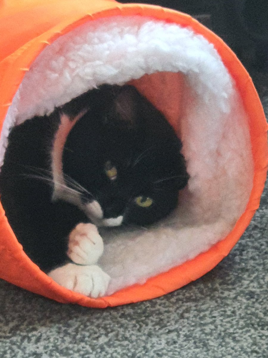 alichenn's tweet image. My gorgeous poppy xx