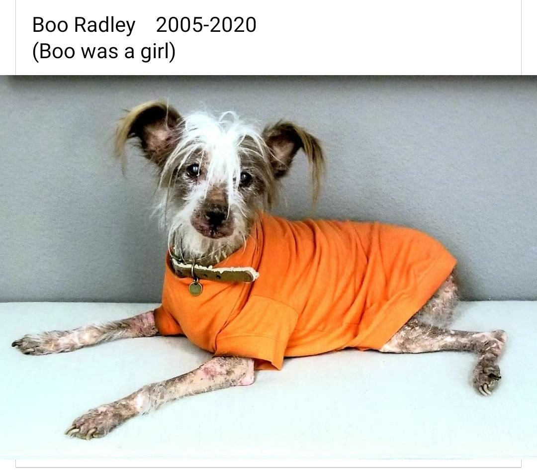 My wife and I are sad beyond words. We lost our Boo today.  :(