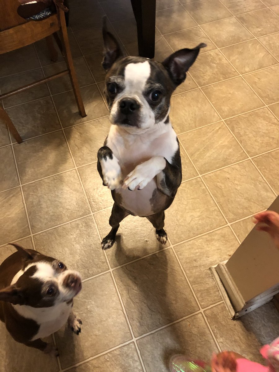 neurotonimd's tweet photo. My first babies...
My fur babies...
We had a health scare this weekend. Im thankful they’re ok!!
#bostonsOfTwitter #dogsoftwitter #bostonterrier #thursdayvibes https://t.co/DMzKbp8I6s