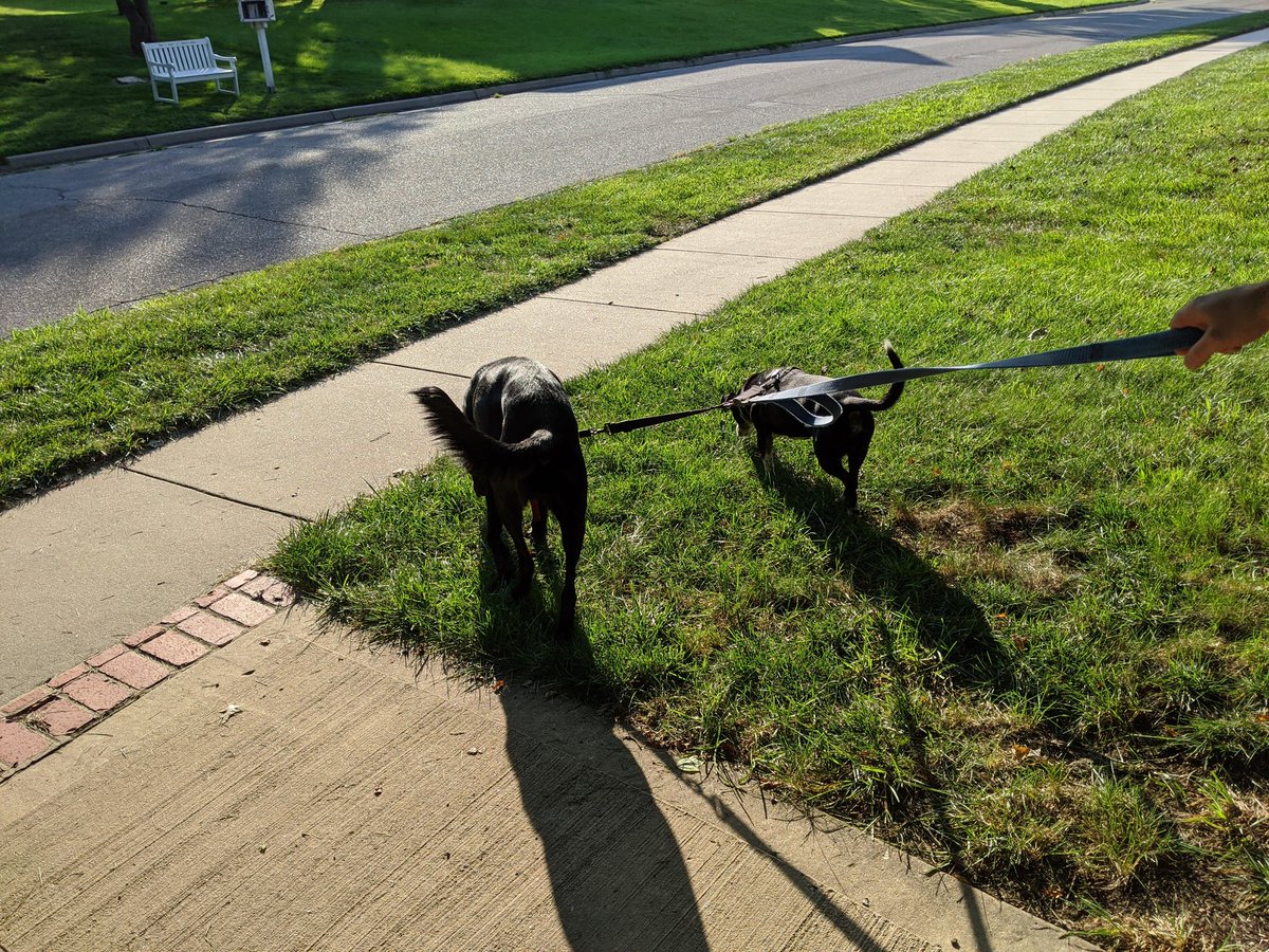 Evening 🐕 walk #summershapeupchallenge