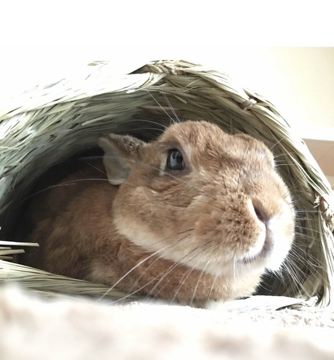 Rie Habu うさぎファース党 En Twitter お盆ですね おはようございます うちの先代うさぎ さくら も帰ってきてくれてると思うと嬉しい朝です さくら は言葉の理解が犬と同等だったので お散歩にもよく行きました 特にダックスのリリーと仲良くておでこを舐め