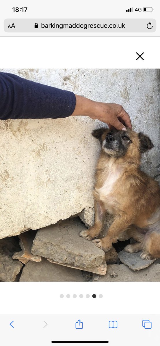 JohnMcAulay's tweet photo. Hi Big Jim @jimhamilton4 my dog is making her way over from Romania 🇷🇴 great work being done by @BMDRdogs - a retweet from the @TheRugbyPod might promote it - @AndyGoode10 @AndyRoweOnline #peelback #riddlemethis https://t.co/DuLBIbpr2E