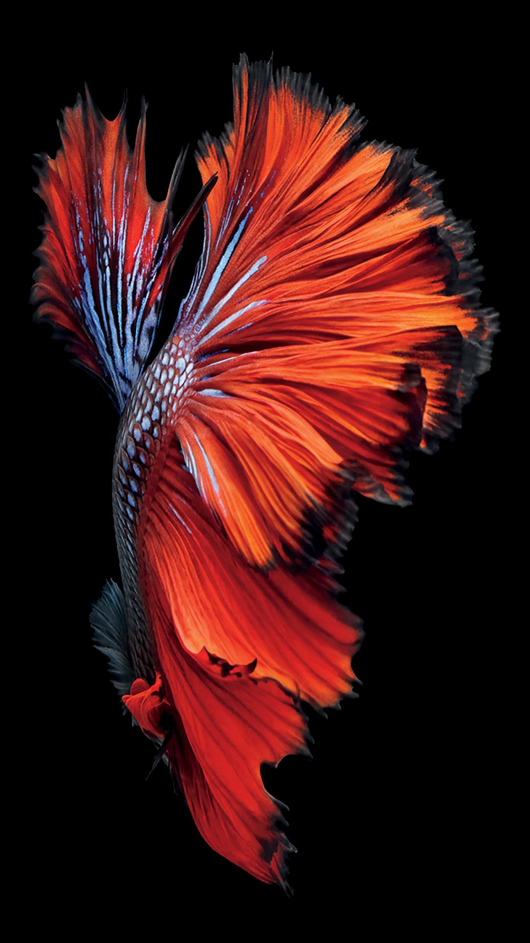Iphone se wallpaper sale hd