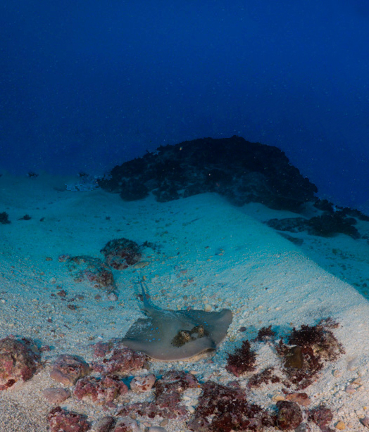 Blue spotted sting rays are a common sighting at both Manta Bay and Manta Point. 

#Ray #BlueSpottedStingRay #StingRay #MantaBay #MantaRay #MantaPoint #Underwater #Scuba #ScubaDiving #UnderwaterPhotography #PADI #Penida #Lembongan