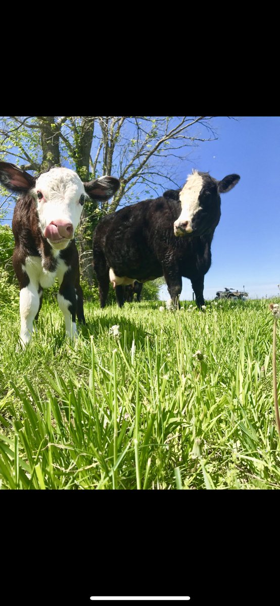 LindsHaynes_33's tweet photo. I’d give up white claws and mexican food for you to live forever but that’s not the way things work. You were one heck of a cow for our small herd and my first show cow. Hopefully cow heaven has the greenest pastures. https://t.co/sTBlpkqGsP