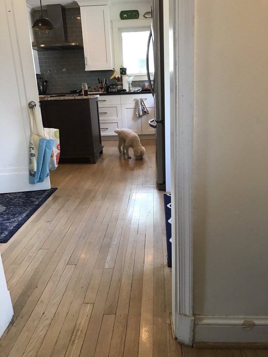 Glovey_Chron's tweet photo. A day in the life #dogslife #dogsoftwitter https://t.co/trEpcnMn9W