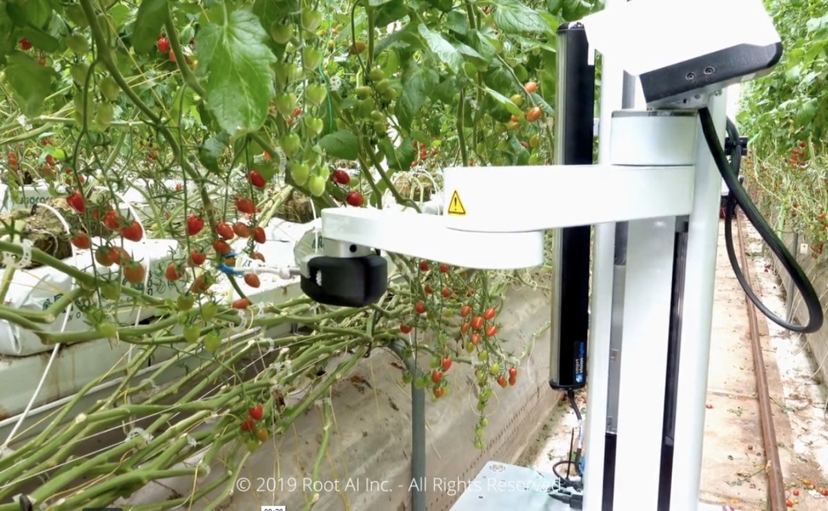 RyanBellGuide's tweet image. Root AI’s robots use a combination of #ComputerVision and #ArtificiaIntelligence to identify when a crop like tomatoes or strawberries need to be picked.

#RootAI Raises $7.2M for Its Harvest #Robots and #AI buff.ly/2DHlsYI