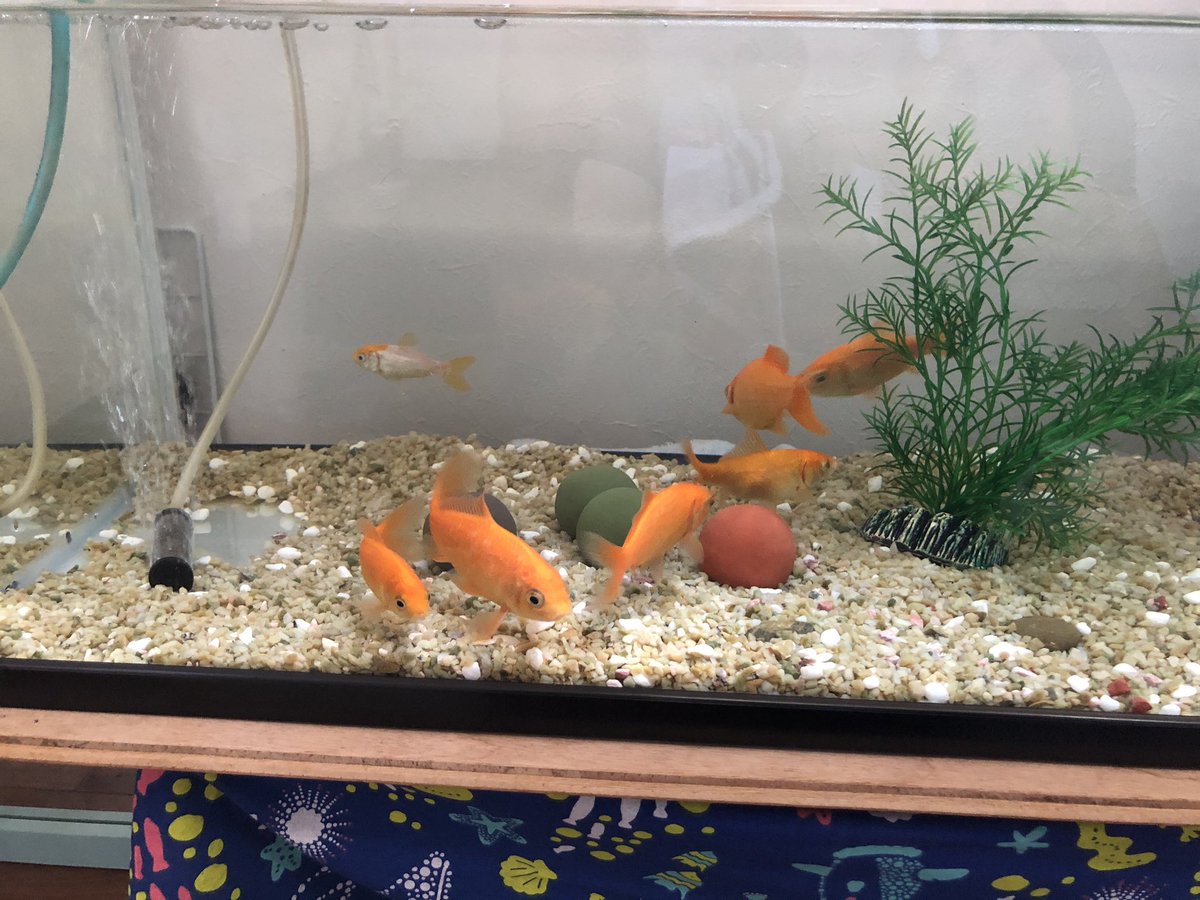 金魚好き Twitter Search 金魚好き Twitter Search
