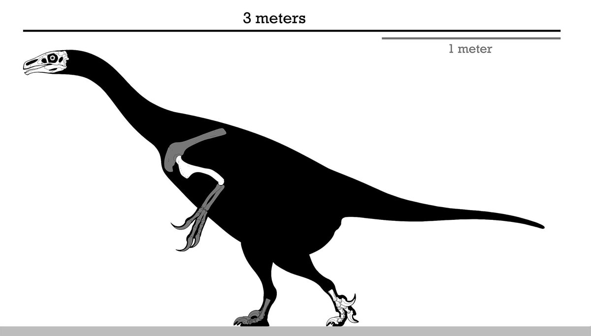 Evan Johnson Ransom He Also Found That Erlikosaurus Could Open Its Mouth To A 43 Degree Angle At Maximum Compared To Carnivorous Theropods Which Had Wider Jaw Gapes Than Herbivores Similar