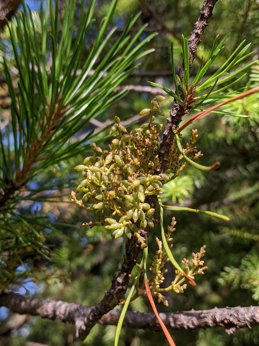 MADaboutforests's tweet image. It&apos;s been lots of fun getting out in the forest and getting to see lots of my favourite forest pests in real life. Today&apos;s highlight; lodgepole pine dwarf mistletoe. (@bugpath&apos;s old study species)