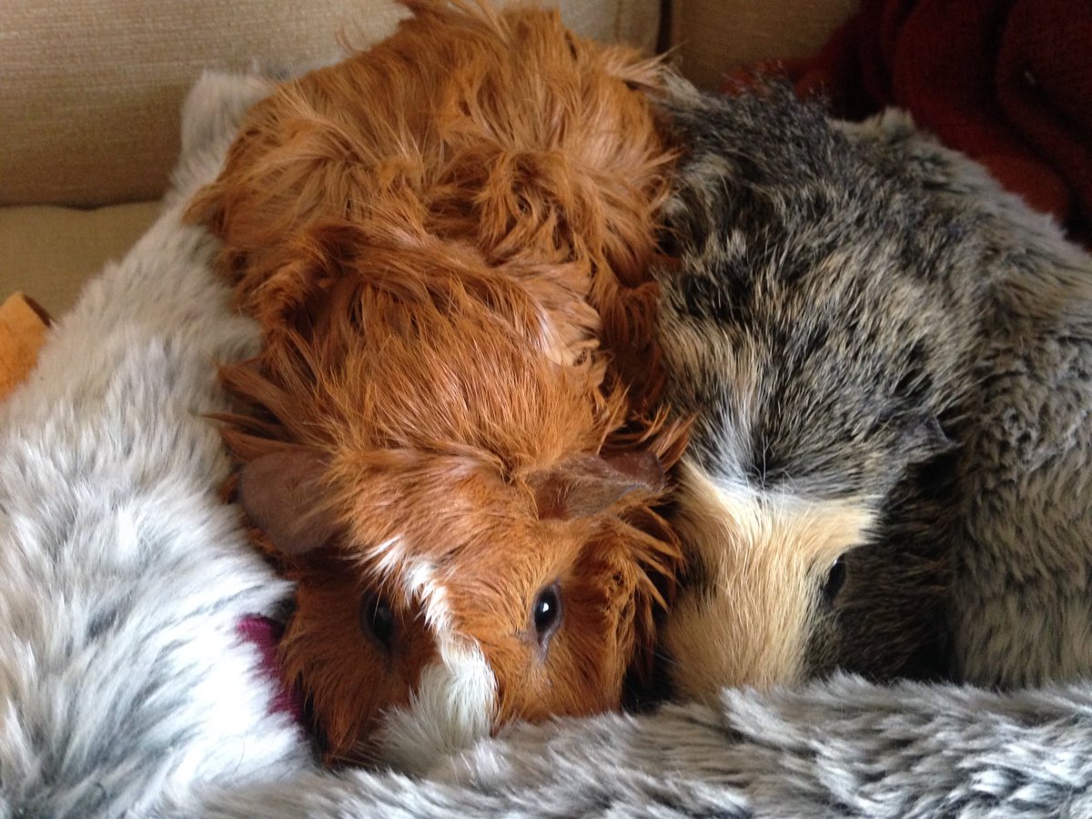 badgerbumble's tweet photo. @graceamazes1 ๐คฃpoor Gracie! Badger and I did have baths, but tbh I am a #meticulousgroomer so I donโt have the #impignity of baths anymore (hooms say itโs not worth the battle!). Here are Badger and I post bath (and fuming ๐ค) https://t.co/CZrC1lUn2V