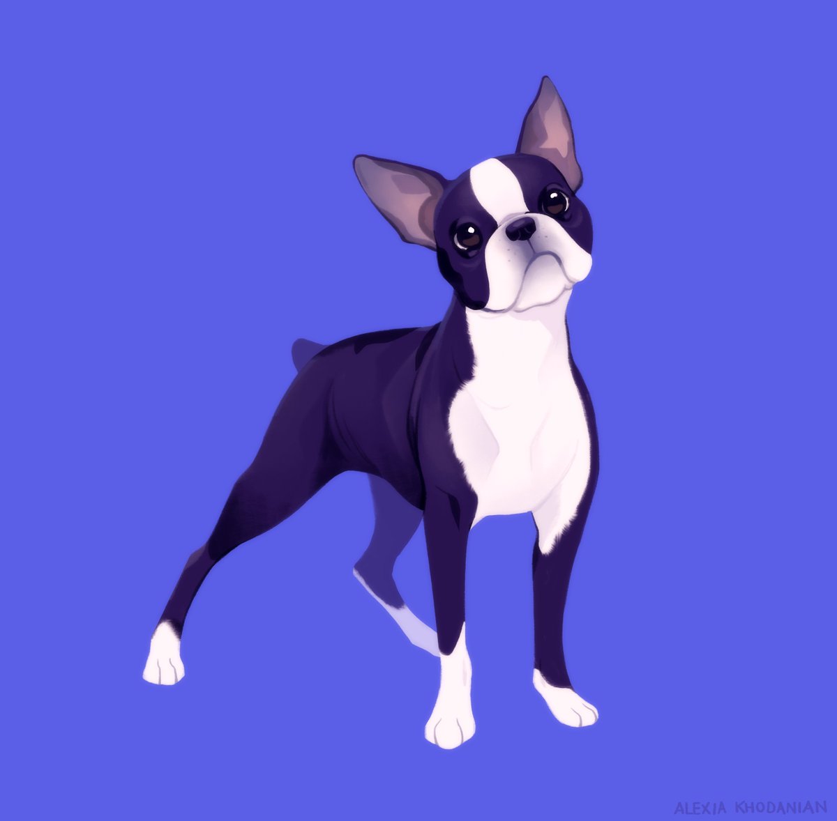  #doggust day 13: Boston Terrier! What a special little fella