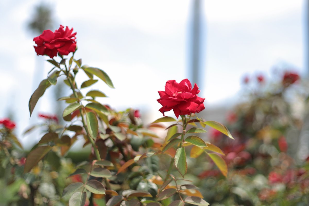 コテツ バラ 薔薇 学名 Rosa バラ科バラ属 原産地 北半球 品種による 分類 落葉低木 開花時期 春 秋 花言葉 無邪気 爽やか 輝かしい 愛嬌 新鮮 斬新 私はあなたを愛する コテツ バラ 薔薇 学名 Rosa バラ科バラ属 原産地 北半球 品種による 分類 落葉低木 開花時期 春 秋 花言葉 無邪気 爽やか 輝かしい 愛嬌 新鮮 斬新 私はあなたを愛する