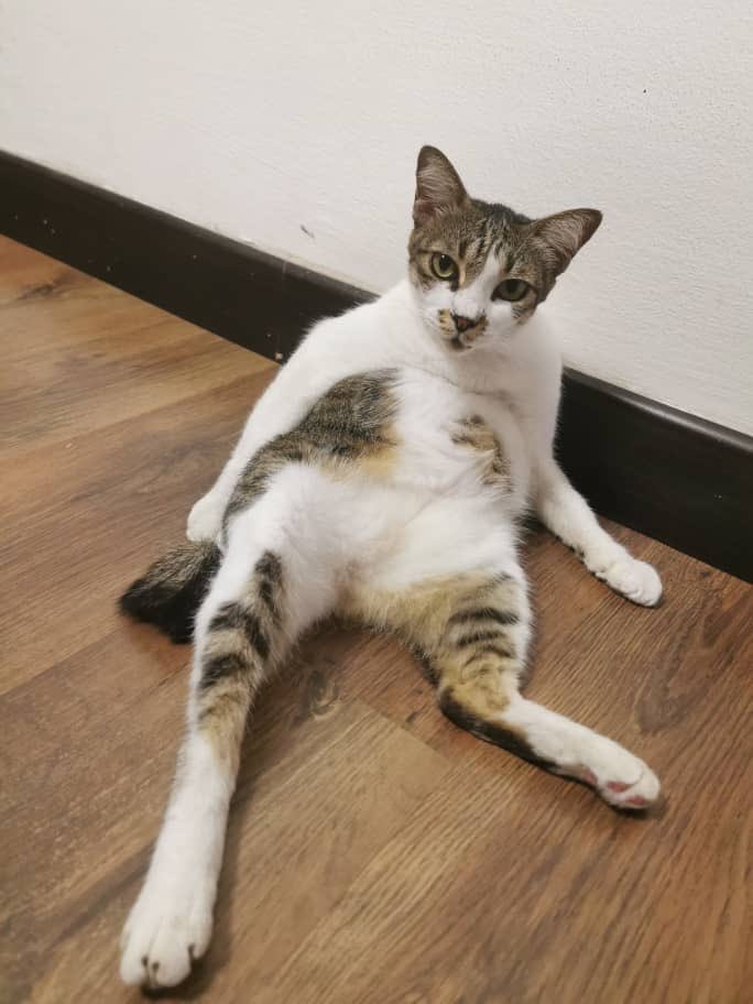 Kak Ya kata CJ suka duduk macam orang... Kadang2 CJ ada baring like kucing jugak... Depends lah mood lagu mana. Hari ni CJ kurang sihat. Semalam kena nebulize. So, maybe duduk like this senang sikit nak nafas kut... <a href="/adibahnoor/">ADIBAH NOOR 🇲🇾😼</a> #CJTheCat