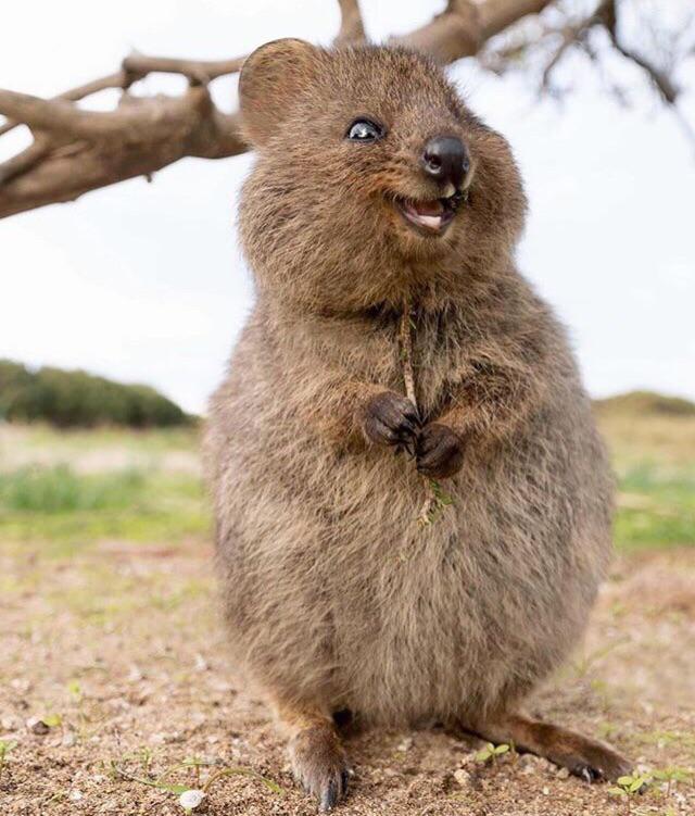 Hopping everyone is having an above average day! c: