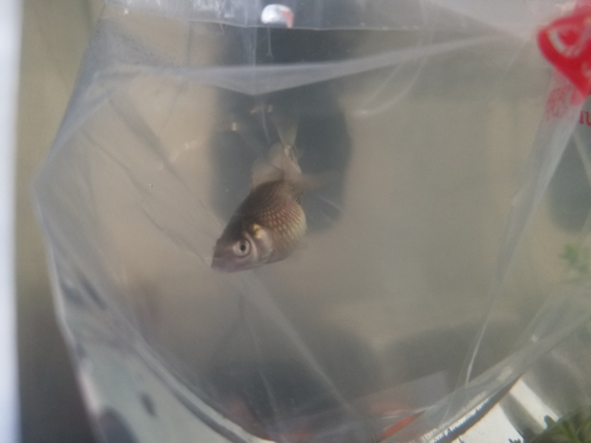 ユタさん ピンポンパール稚魚 金魚 子供追い越して親がハマる T Co S6spvgtuxj Twitter ユタさん ピンポンパール稚魚 金魚 子供追い越して親がハマる T Co S6spvgtuxj Twitter