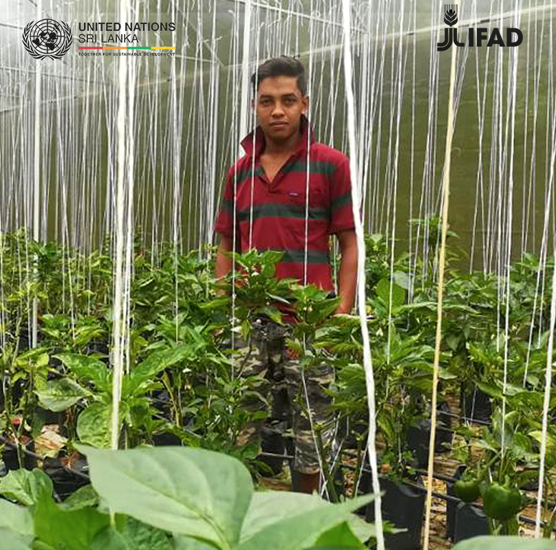 UNSriLanka's tweet photo. "I believe young people like me should not shy away from agribusiness; we can think outside the box and change our country for the better." - Madhura
#HumansOfHopeSL with @IFAD #SouthAsian and @WHOSriLanka
scroll down to read more π
#31DaysOfYOUth #IYD2020 #COVID19 https://t.co/a78STM1KdD
