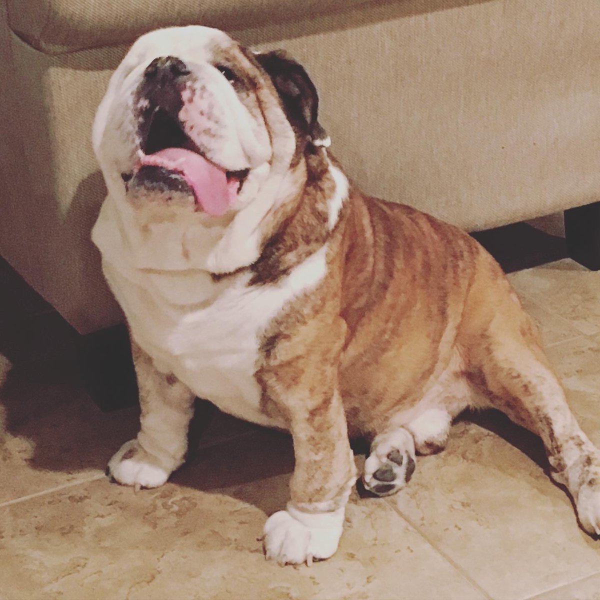 caringfurpets's tweet photo. Whatch you talking about Willis? Marshal loves belly rubs but can’t always get back up again. 🐾💕🐾🐶 
#lovedogs #doglover  #rescuedog #doglife #caringfurpets #allfurpets #thepetexperts #doglove #bulldog #iSpeakdog #dogslivesmatter #dogtraining 
#englishbulldog #bulldoglife https://t.co/yRtgB4rPwV