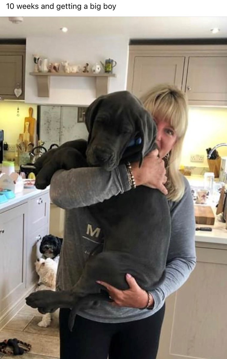10 week old great dane
