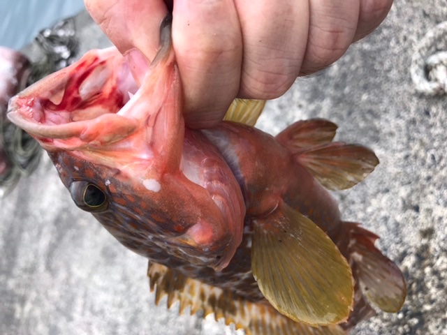 20年ぶりくらいに釣りを再開して3ヶ月ちょい、やっとそこそこサイズが釣れました!!(カサゴ君はリリース) 