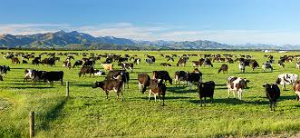 OTaieri's tweet photo. The @RMA is a load of nonsense and it is my priority to repeal it. The compliances are a huge problem for Farmers. It also reduces efficiencies and profitability.
#nzpol #Dunedin #Taieri #nzpol #farmers
@OTaieri https://t.co/VXVurVF5VH