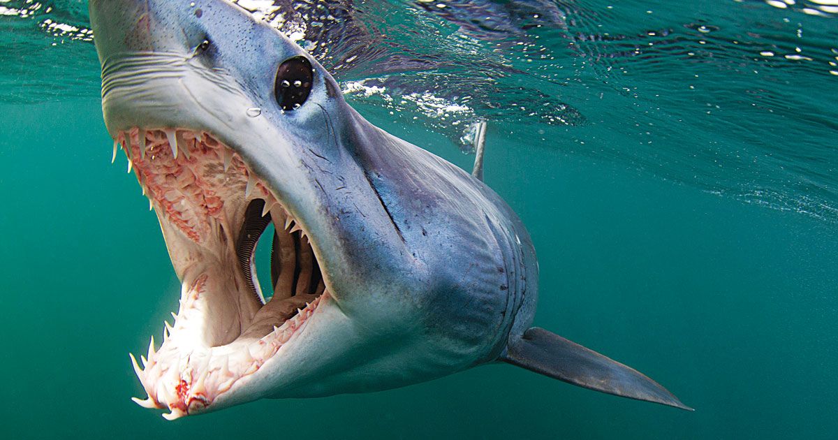 Mako  #shark razor-sharp teeth are like jagged nails, perfect for capturing their prey of choice: slippery fish! Fish like swordfish, tuna, mackerel, cod, & sea bass.  #SharkWeek